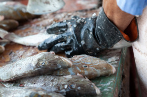 Aantal visverwerkers in Flevoland werken niet eerlijk en onveilig